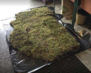 Place for my dog to go to the bathroom